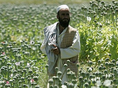 afghan poppy 58 - George Shultz, International Terrorist, Part One