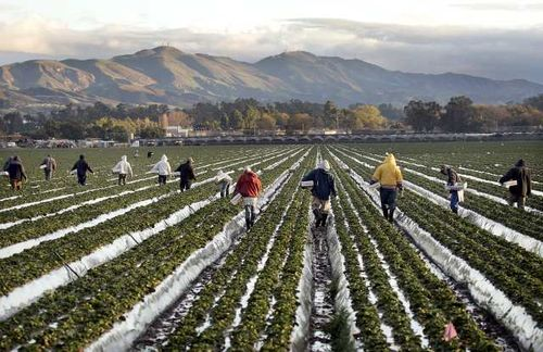 000untitled1 - Coalition Sues California Over Approval of Cancer-Causing Strawberry Pesticide .