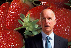 kugHTagILjKSzxS 250 - Coalition Sues California Over Approval of Cancer-Causing Strawberry Pesticide .