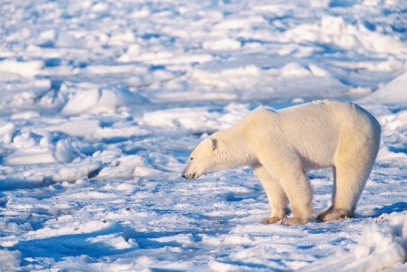 global warming polar bear - GOP Votes to Deny Existence of Climate Change