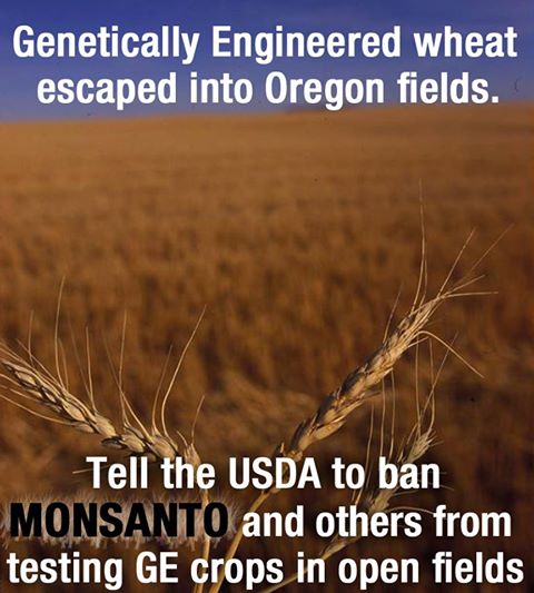 969085 10151637578779684 1871312613 n - Monsanto to Pay $2.4 Million to Oregon Wheat Farmers for GMO Contamination