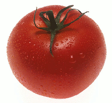 tomato - Whither Came OPRAH?