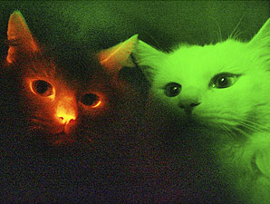 glow cats - Scientists Clone Glow-in-Dark Cats