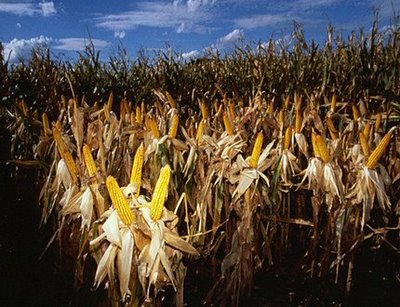 genetically engineered corn - Public Fooled by GE Companies, Supporters